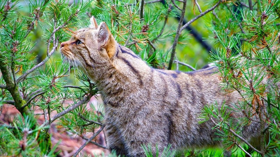 5 curiosidades sobre el gato montés ¿El felino más salvaje?