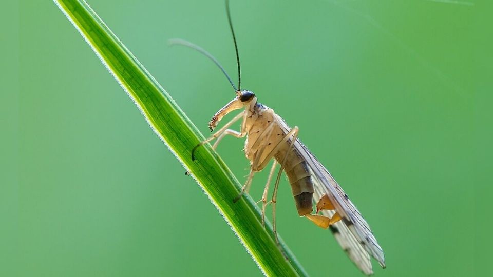 Alacrán Volador