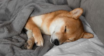 ¿Cuánto debe de dormir un perro normalmente?