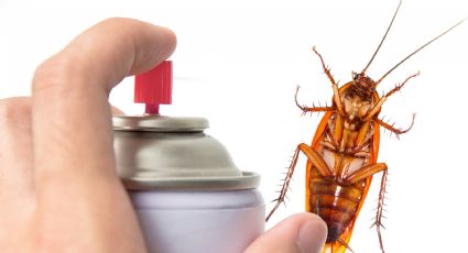 ¿Matar cucarachas con insecticida? Toma en cuenta esto para evitar un incendio