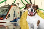 Solicitarán a Metrorrey que usuarios puedan ingresar con mascotas a vagones del Metro