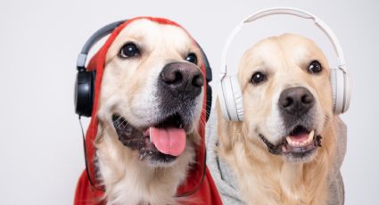 Expertos revelan cuáles los sonidos que les gustan a los perros