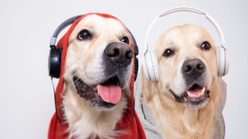 Expertos revelan cuáles los sonidos que les gustan a los perros