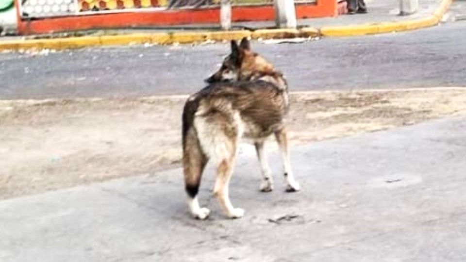 Se persiguió a un lobo en la alcaldía Gustavo A. Madero.