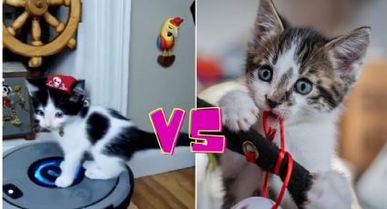IA vs Realidad: El impactante video de un gatito montado en una aspiradora NO es real