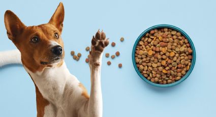 Profeco: Poco conocida, pero es la mejor marca de croquetas premium para perro