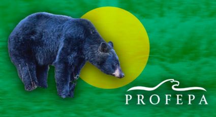 Profepa impone multa millonaria a funcionarios que castraron a un oso en Nuevo León