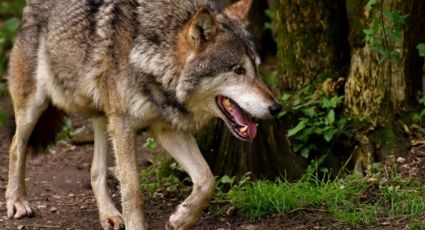 Permanece en resguardo la hembra perro-lobo asegurado en Gustavo A. Madero