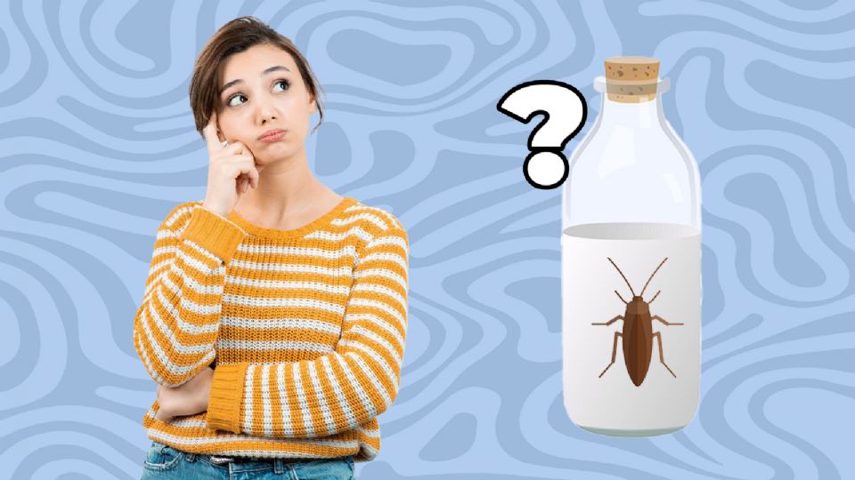¿Imaginarías que algún día la cucaracha sería casi vital para alimentarnos?