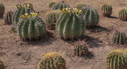 UANL expande red de jardines etnobiológicos para conservación de flora y fauna en NL