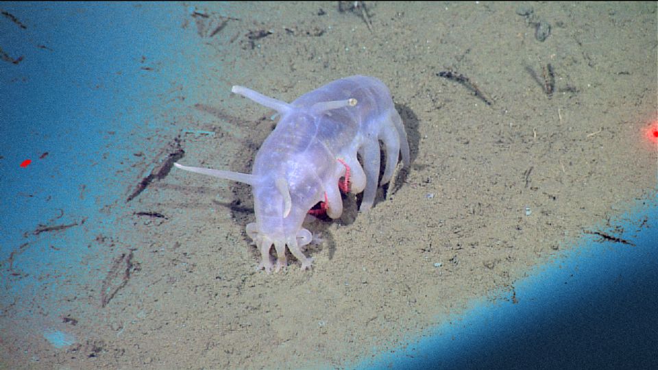 El cerdo marino y otras extrañas especies encontradas en lo profundo del océano Pacífico.