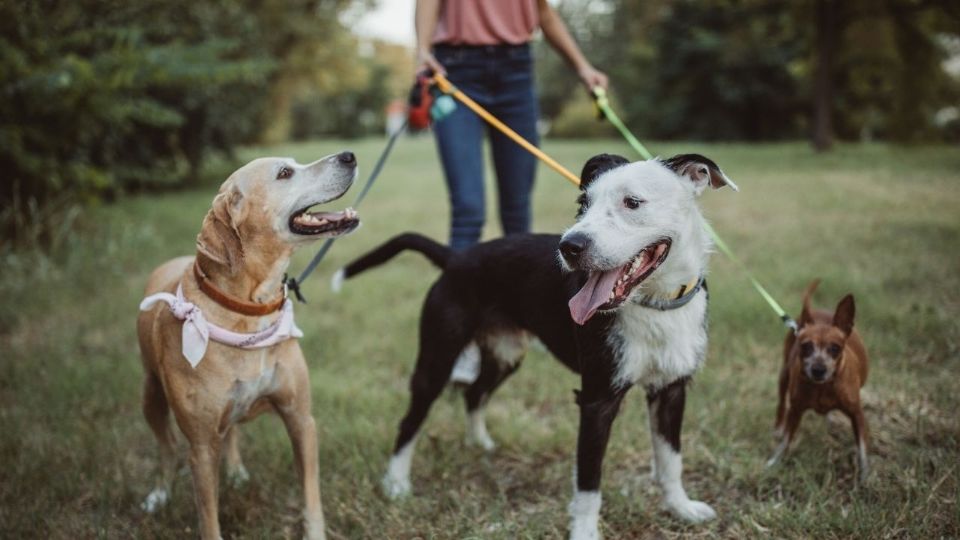 consecuencias de no sacar a pasear a tu perro