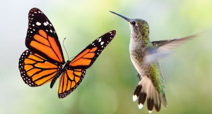 Un jardín lleno de vida: Atrae mariposas y colibríes con estas plantas