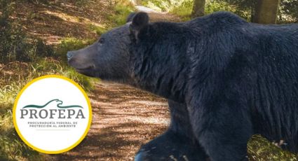 Profepa va contra responsables de castrar a un oso en peligro de extinción del Parque Chipinque