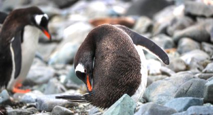 Pingüinos ‘adelia’ murieron en la Antártida y estas son las sospechas que tienen científicos