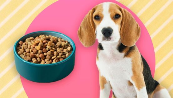 Conoce la alimentación adecuada para tu perro según su edad
