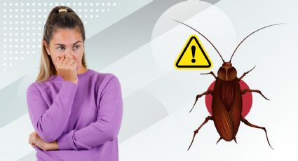 ¡Cuidado con las plagas! Cucarachas muestran resistencia a los insecticidas y podrían ser un peligro