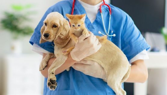 ¿Cuál es la edad correcta para esterilizar perros y gatos?