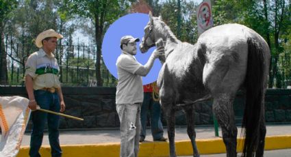 ¿Sufren maltrato los caballos en la representación de la pasión de Cristo de Iztapalapa?