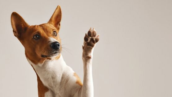 Los perros sí piden perdón y así es como lo hacen, según una especialista