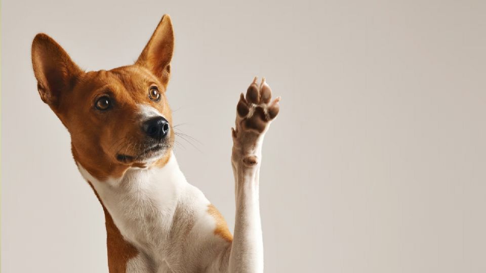 Los perros sí piden perdón y así es como lo hacen, según un especialista