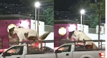 Caballo se baja de camioneta que lo transportaba en la avenida Eloy Cavazos | VIDEO