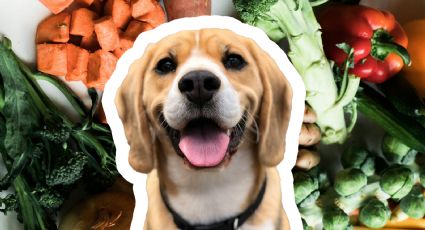 5 verduras que tu perro puede comer y sus beneficios