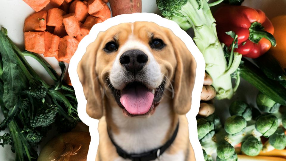 5 verduras que tu perro puede comer y sus beneficios