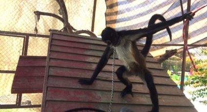 Aseguran mono araña con evidentes signos de descuido