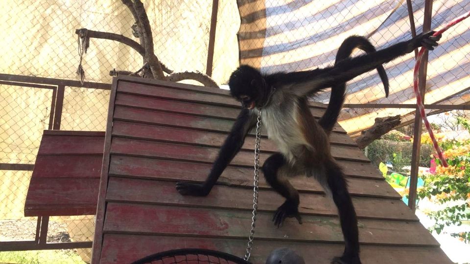 Autoridades aseguraron a un mono araña.