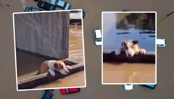 Rescate de perritos en las inundaciones de Brasil se vuelve viral | VIDEOS