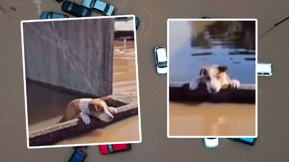 El rescate de perritos en las inundaciones de Brasil.