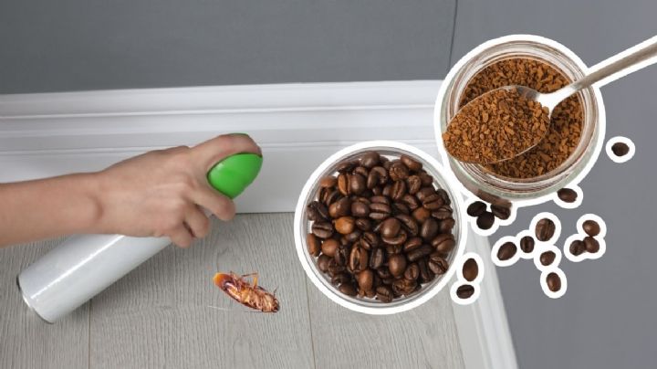¿Sabías que puedes eliminar las cucarachas con este método a base de café?