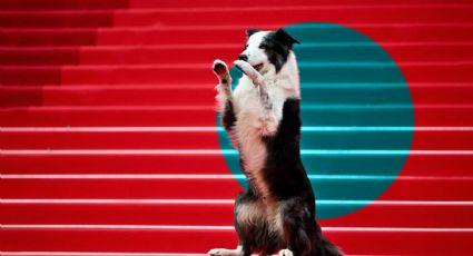 Perrito Messi causa sensación en la alfombra roja de Cannes 2024 ¡Lo volvió a lograr!