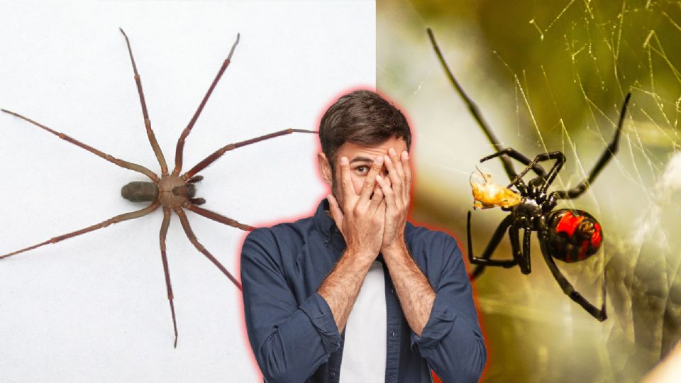 ¡Levante la mano quien le tenga miedo a las arañas!