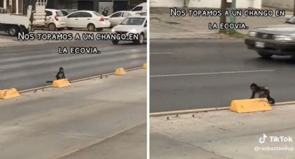 Mono araña es captado en carriles de la Ecovía en Monterrey | VIDEO