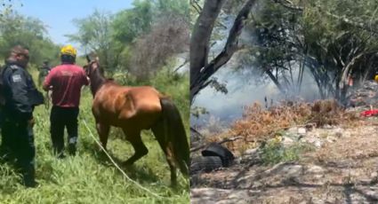 Protección Civil salva a manada de caballos de morir calcinados