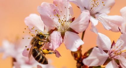 Día Mundial de las Abejas 2024: 10 datos que no conocías sobre los insectos más importantes del planeta