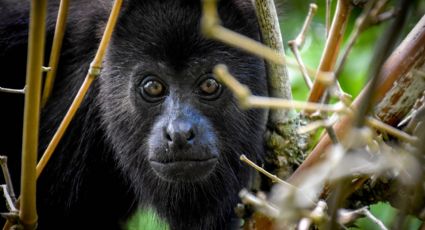 Semarnat pide no estresar a animales que enfrentan las altas temperaturas en Tabasco y Chiapas