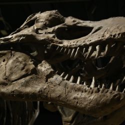 Venden a 'Gus', un T. rex, en cifra récord de 50.1 mdd