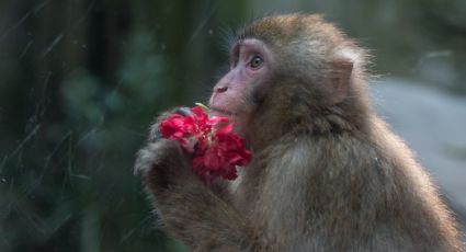 Confirma SEMARNAT muerte de 157 monos, por calor en Chiapas y Tabasco