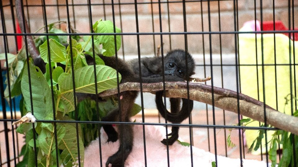 Monos aulladores mueren en Veracruz por altas temperaturas.