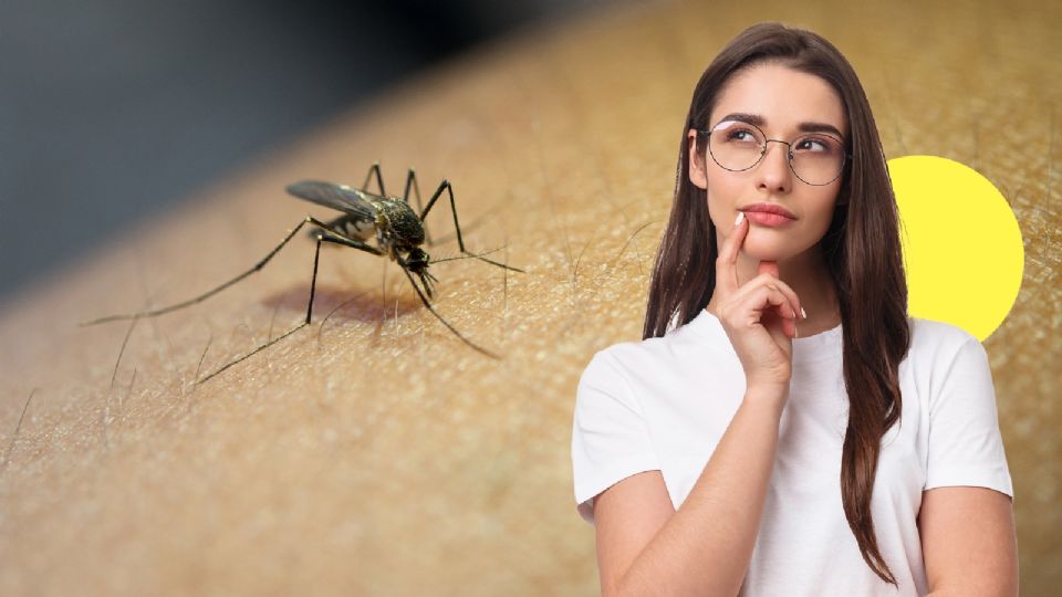 Estas son las mejores plantas para repeler a los mosquitos, según la ciencia