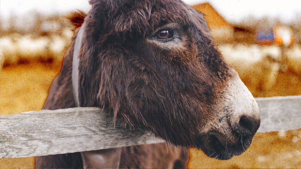 Día Internacional del Burro: ¿Por qué se celebra el 8 de mayo en México?