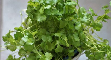 ¿Cuánto cuesta y por qué tan caro el cilantro? Esto vale un manojo ahora