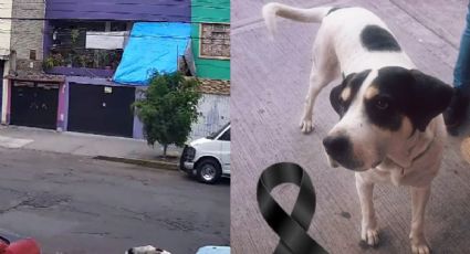 Llevan ante el juez por segunda ocasión al agresor que mató al perrito Max