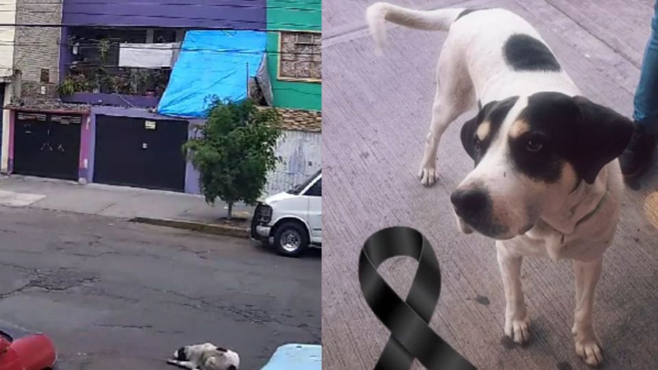 El perrito Max fue balaceado con seis tiros, iba a la papelería acompañando de su dueño.