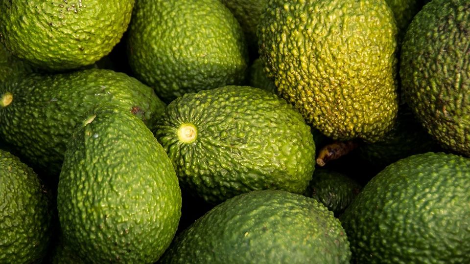 EU suspende exportación de aguacate, debido a retención de dos de sus inspectores.