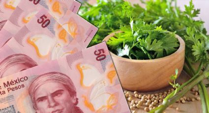 ¿Qué factores intervienen en la alza del precio del cilantro? Eduardo Torreblanca lo explica