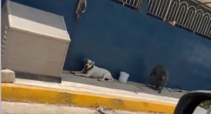 Perrito se refresca del calor con su propio ventilador en calles de Monterrey | VIDEO